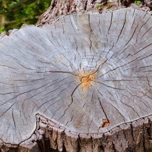 Gallery of tree removal work