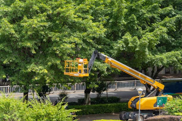 Crane-assisted tree removal