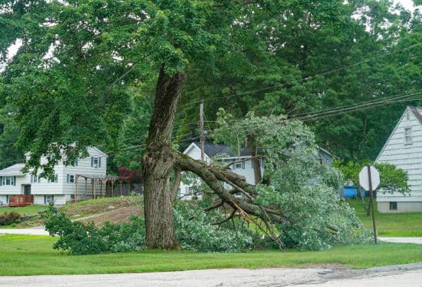 Emergency tree removal after a storm