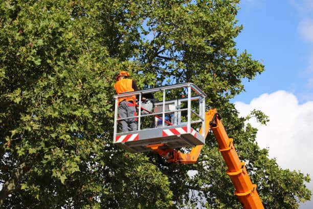 Land clearing service