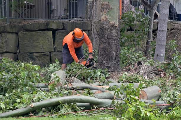 Stump grinding service
