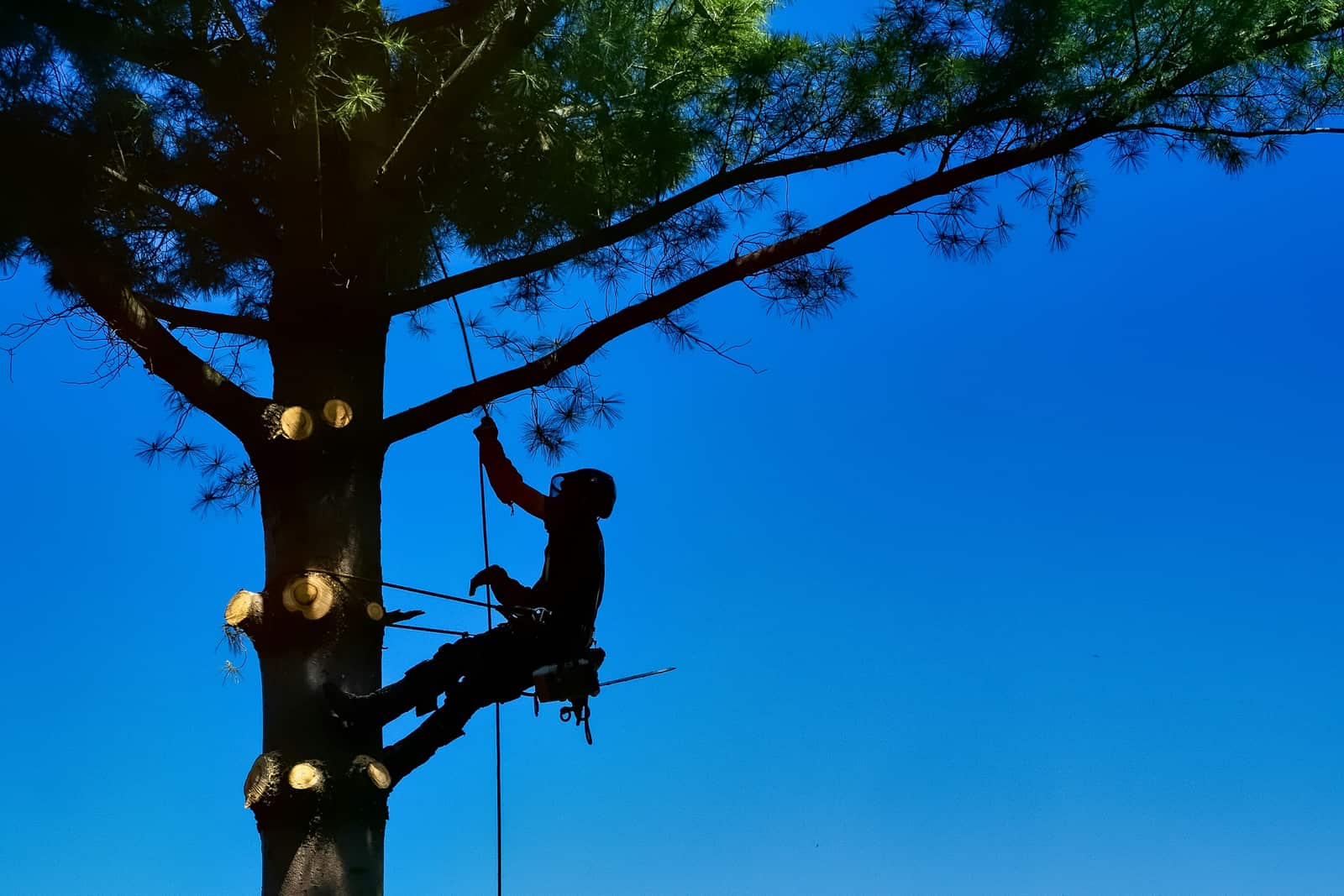 Tree cabling service