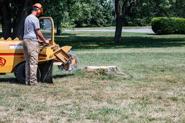 Tree mulching service