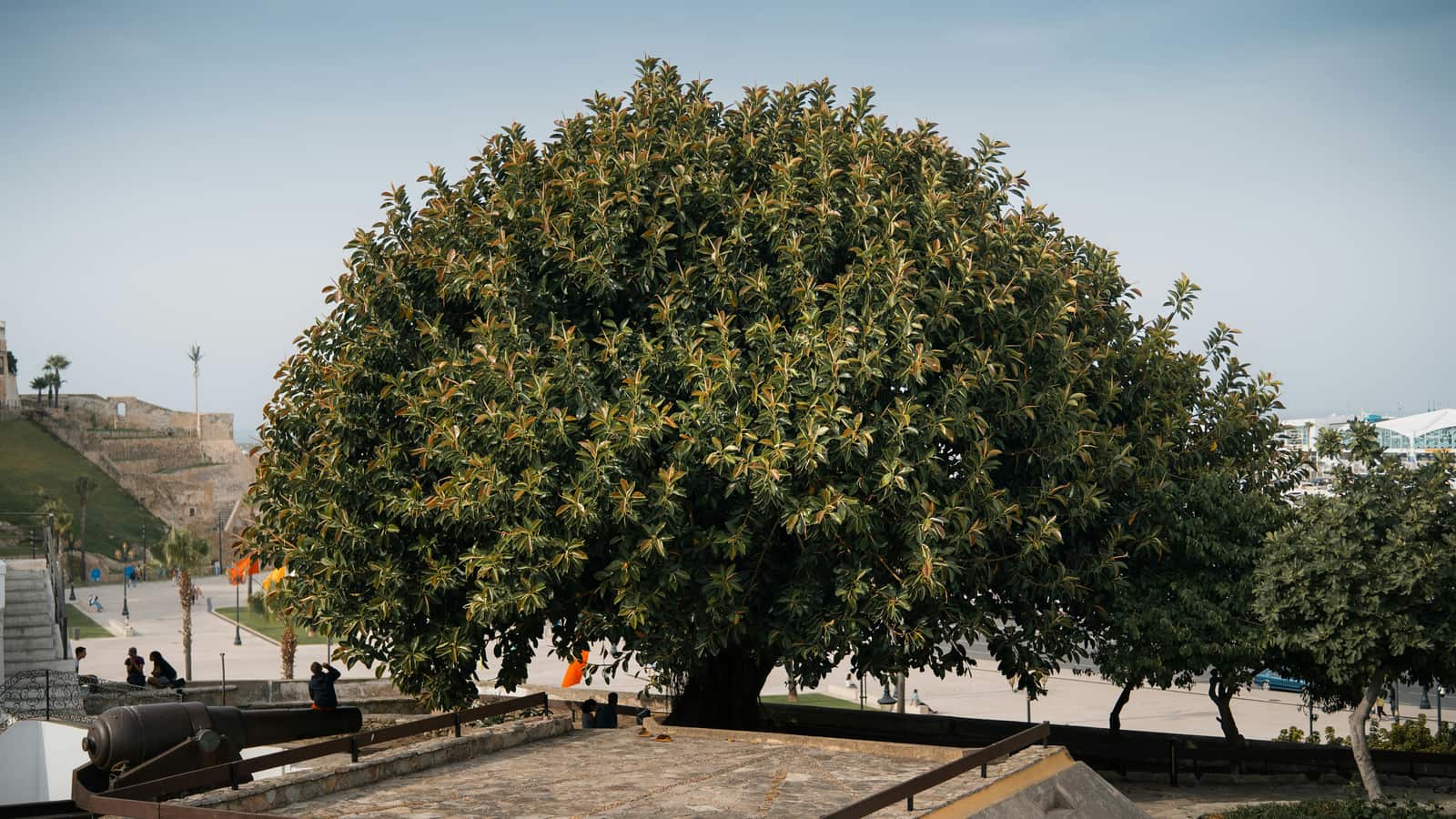 Tree preservation service