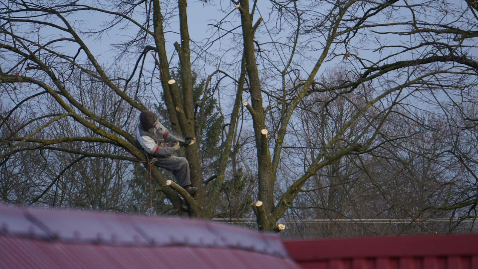 Tree pruning service
