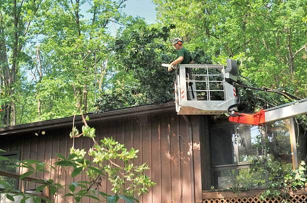 Tree removal in Columbia SC