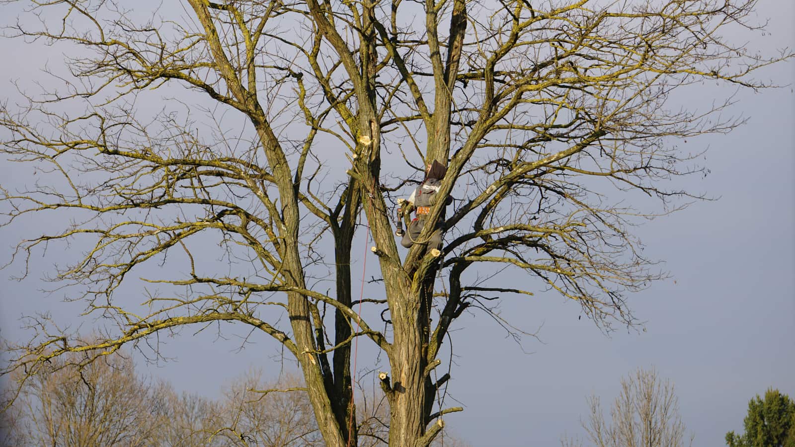 Tree trimming service