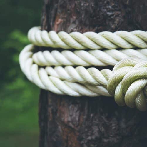 Tree services Columbia SC
